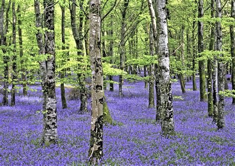 Enchanted Forests Carpeted In Beautiful Bluebells