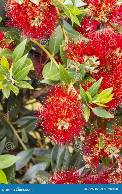 Bright Red New Zealand Pohutukawa Tree Flowers In Bloom Stock Photo