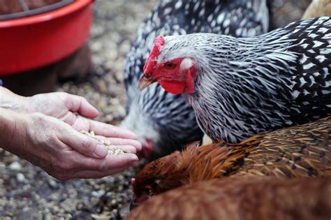 Backyard Chickens Carry A Hidden Risk Salmonella The New York Times