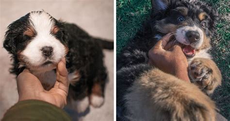 I Photographed My Girlfriends Bernese Mountain Dog For 4 Years