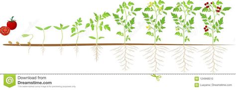 During this stage, tomato plants grow very rapidly, doubling their size every 12 to 15 days. Life cycle of tomato plant. Stages of growth from seed and ...