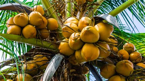 15 Different Types Of Coconuts Dwarf White And More Plantsnap