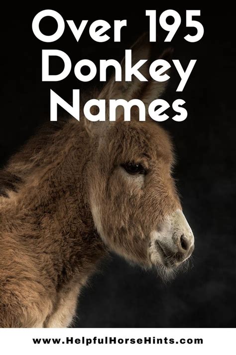 A Donkey With The Words Over 1915 Donkey Names
