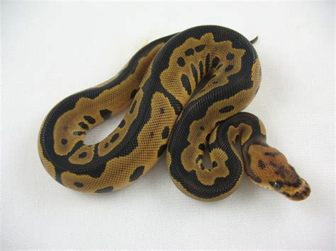 Leopard Clown Ball Python By Steve Winkler Reptiles Llc Morphmarket