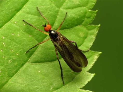 Colorful mice are typically bred with those colorations for the pet trade. 8 Bugs That Look Like Mosquitoes - Pestkilled
