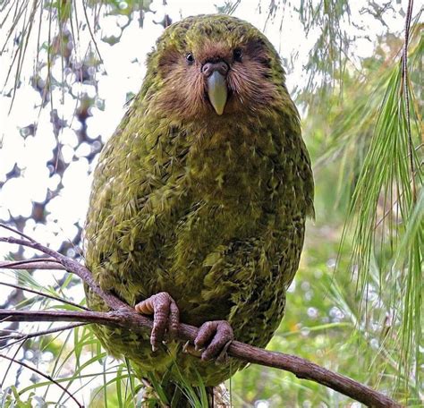 The Kakapo Is The Only Flightless Parrot Species Currently Alive R