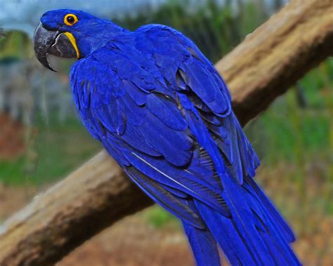 Blue Parrot Photograph By Jack Moskovita