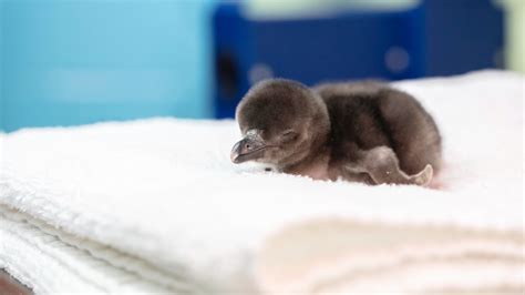 The Shedds New Baby Penguins Are Adorable In Latest Pictures Chicago