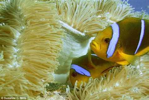 Clownfish Population Reducing Due To Climate Change Daily Mail Online