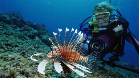 Bbc Travel Underwater Volunteer Vacations