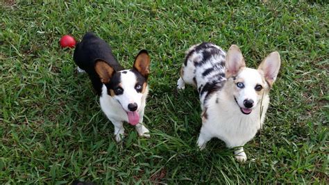 Bear was a police confiscation from a puppy mill. Corgi Puppies Jacksonville Fl | PETSIDI