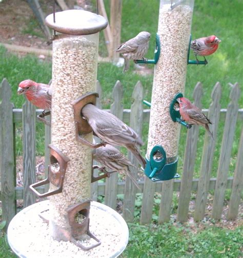 A Guide To Backyard Bird Feeders Food Placement And More Carycitizen