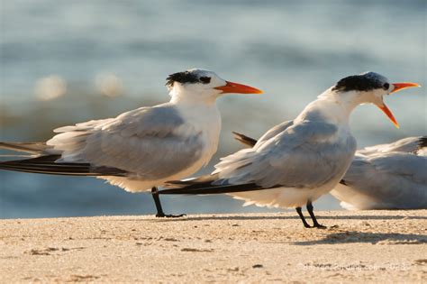 Assateague Island National Seashore Big Year Birding