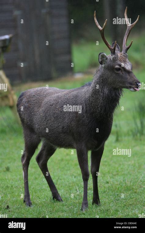 Sika Deer In Gortin Glen Forest Park Omagh County Tyrone Northern