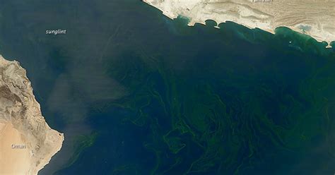 Arabian Sea Dead Zone Massive Region Shows Danger Of Bacterial Bloom