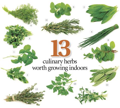 Fresh Kitchen Herbs To Grow Homesfeed