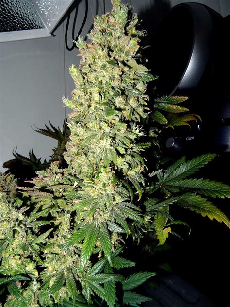 Check spelling or type a new query. What to Expect During the Cannabis Flowering Stage - 12/12 ...