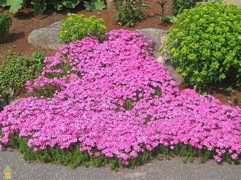 10 Best Ground Cover Plants For Your Garden