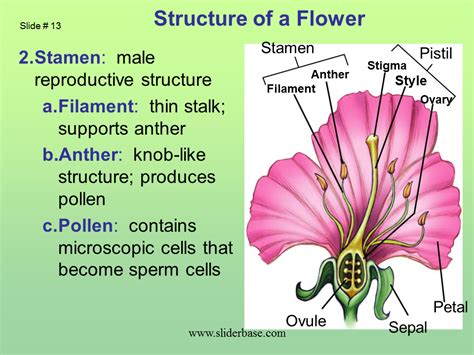 Male And Female Parts Of A Flower And Their Functions Draw A Labelled Diagram Of The