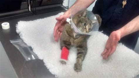 Rspca Appeal After Pet Cat Seriously Injured In Airgun Attack In