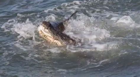 Watch The Incredible Moment A Ferocious Croc Takes On A Shark