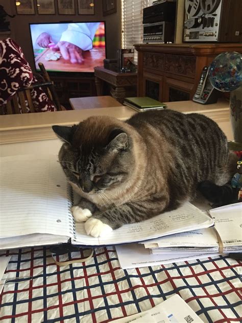 Cat Doing Homework