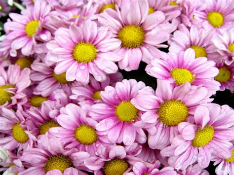 Chrysanthemum Flowers With Pink Gentle Color Yellow Central Disc Drops