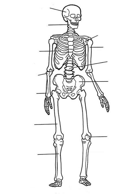 Human Skeleton Coloring Pages Learny Kids