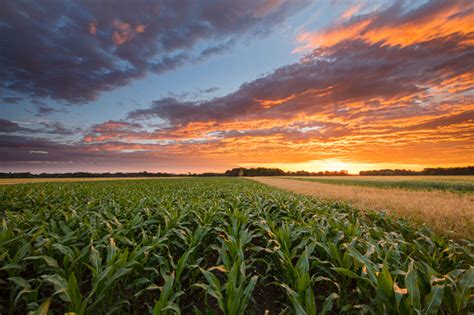 Idyllic View Of Corn Field During Sunset Stock Photo Download Image