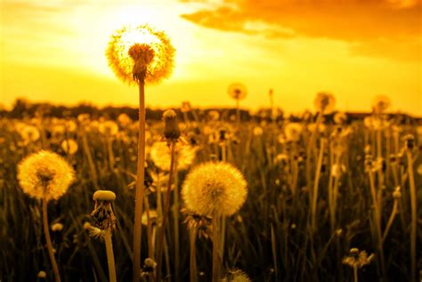 Dandelion At Sunset Free Photo Download Freeimages