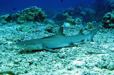 Shark News The Whitetip Reef Shark