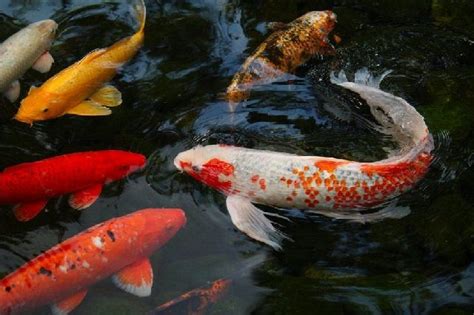 We did not find results for: Cara Memunculkan Warna Ikan Koi Secara Cepat Dan Alami ...