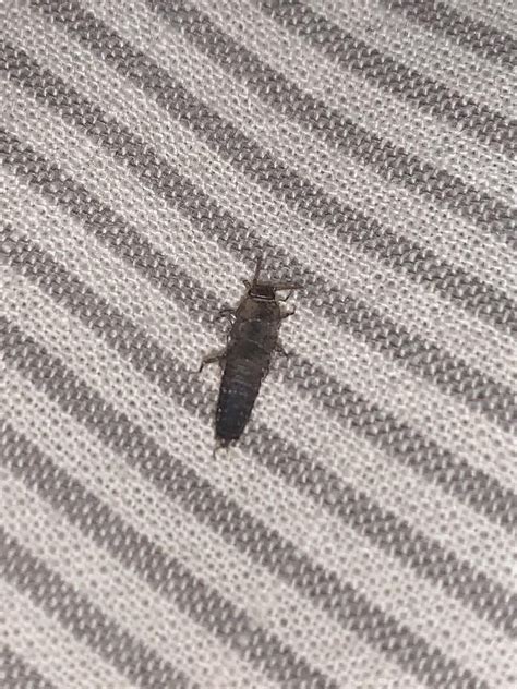 Found This Guy Crawling Up My Arm While I Was In Bed What Is It R