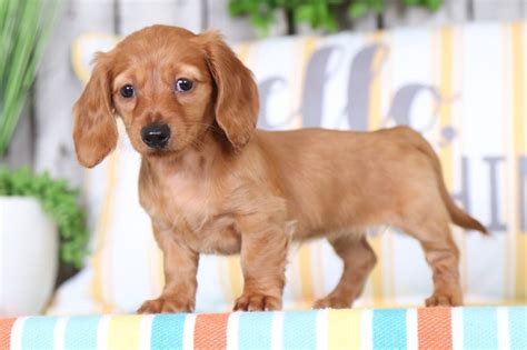 Some of their nicknames include wiener dogs, hot dogs, or sausage dogs.. Sophie - Precious Miniature Dachshund - Puppies Online