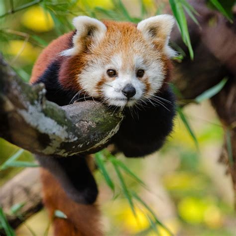 The Red Panda Is A Mammal Native To The Eastern Himalayas And