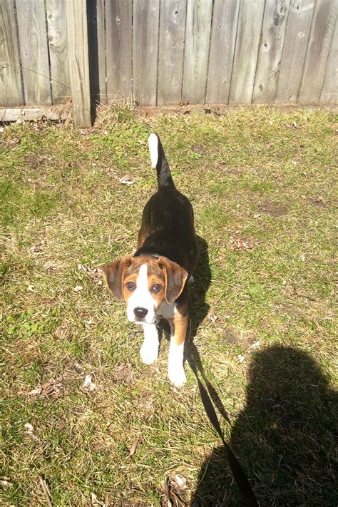 Foot beagle puppies for sale ireland. Treeing Walker Coonhound mix with black Lab pup | Treeing walker coonhound, Coonhound, Lab puppies