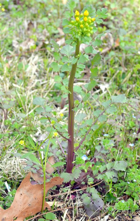 Butterweed Mississippi Wildflower