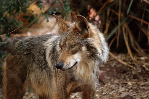 Court Mandates New Recovery Plan For Endangered Mexican Wolf Safari Club