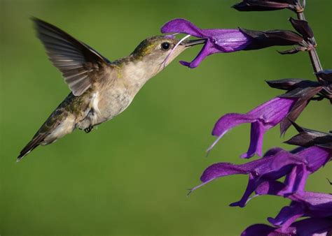 Salvia amistad è moderatamente rustico: Salvia 'Amistad' - Friendship Sage | Salvia, Bird pictures ...