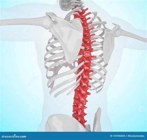 3d Illustration Of Human Skeleton Back Pain Stock Illustration