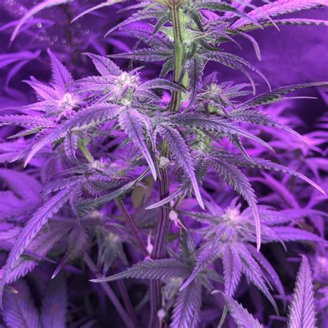 Purple Hindu Kush Khalifa Kush Slymer 501st Grow Journal By