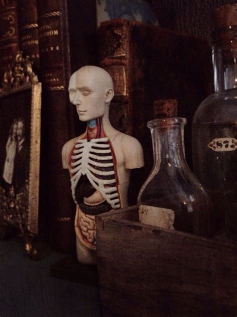 Anatomy Model Oddities And Curiosities ~ Collection Of Max Lundberg