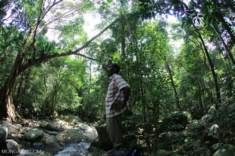 Mengapa Hutan Suaka Alam Dan Hutan Pelestarian Alam Berbeda Jelaskan