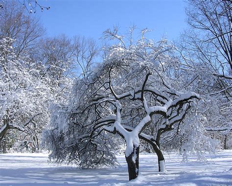 Snow Covered Sunlit Apple Trees Photograph By Byron Varvarigos