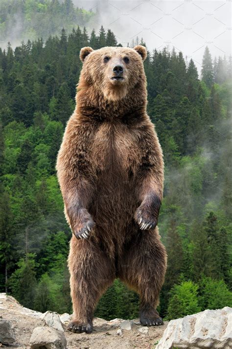 Big brown bear standing on his hind | High-Quality Animal Stock Photos ...
