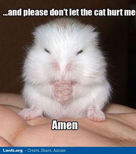 Cupcake Hamster My Favourite Memes