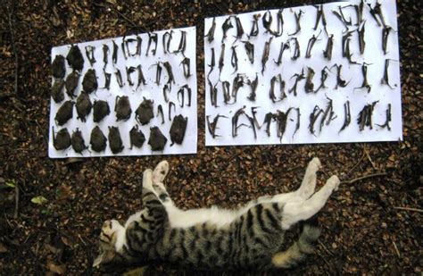 Pet And Feral Cats Killing Australias Natives Sporting Shooter