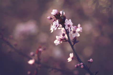 Spring Breath Ii Samyang 135 F2 Gure Elia Flickr