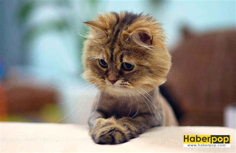 En Güzel 31 Kedi ve Onların Tatlı Şirin Fotoğrafları HaberPop