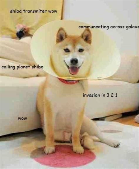 Shiba Inu Communication Station Doge Doge Meme Funny